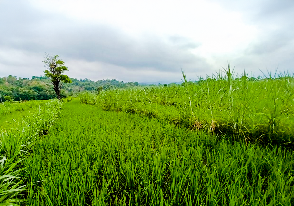 TANAH DI KAB. SITUBONDO - WOFF773-1 - foto 4